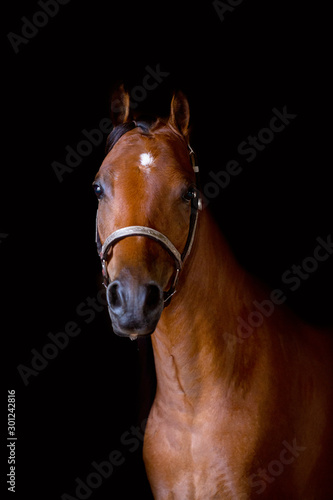 Hackney Pony