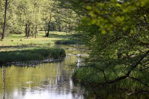 Fototapeta Naklejka Na Ścianę i Meble -  backwaters in the woods mazury poland