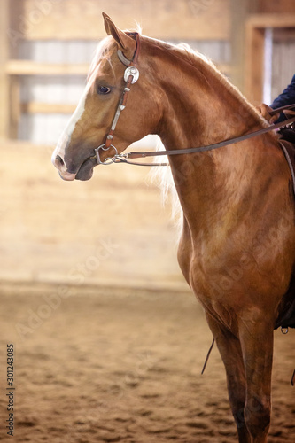 Western Morgan Horse