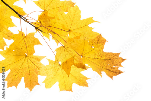 Yellow and brown autumn leaves on a tree branch on a white isolated background. Place for text