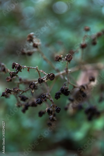 Trockene Pflanzen an einem Herbstnachmittag auf einer Wiese am Waldrand © ohne Titel
