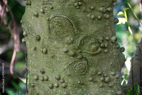Extensive small galls or burls on tree trunk bark, abnormal growths bumps gardening identification