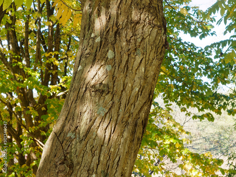 (Pterocarya fraxinifolia) Kaukasische Flügelnuss. Stamm und Matt Grau Rinde mit Risse (Pterocarya fraxinifolia) Kaukasische Flügelnuss. Stamm und Matt Grau Rinde mit Risse