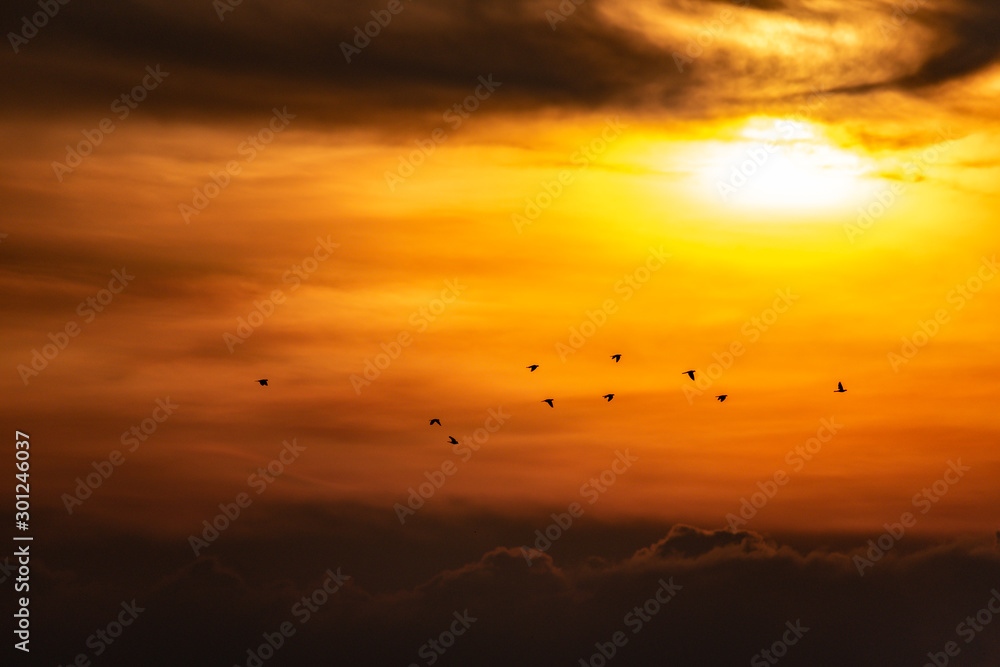 Fototapeta premium Yellow-footed green Pigeon flying above the clouds captured in silhouette.