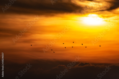 Yellow-footed green Pigeon flying above the clouds captured in silhouette.