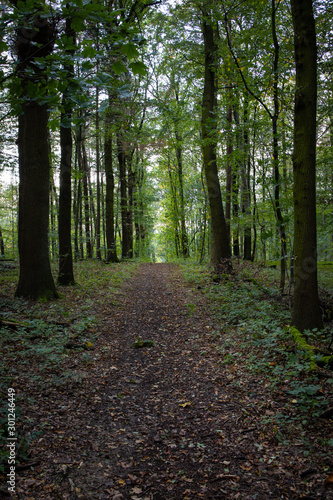 Waldweg im Teuteburger Wald