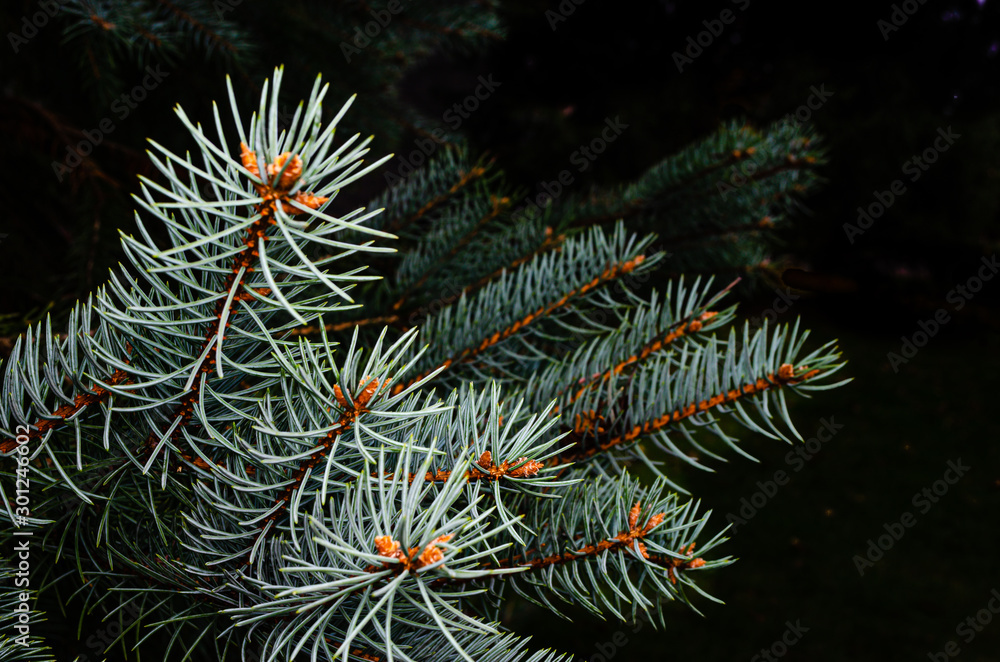 Close-up of angled blue spruce branch tips