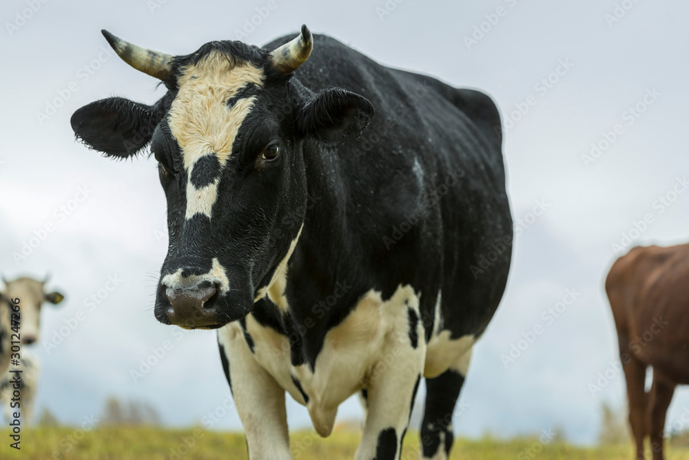 Black and white cows come close to yellow autumn colors in green grassy Black and white cows come close to yellow autumn colors in green grassy