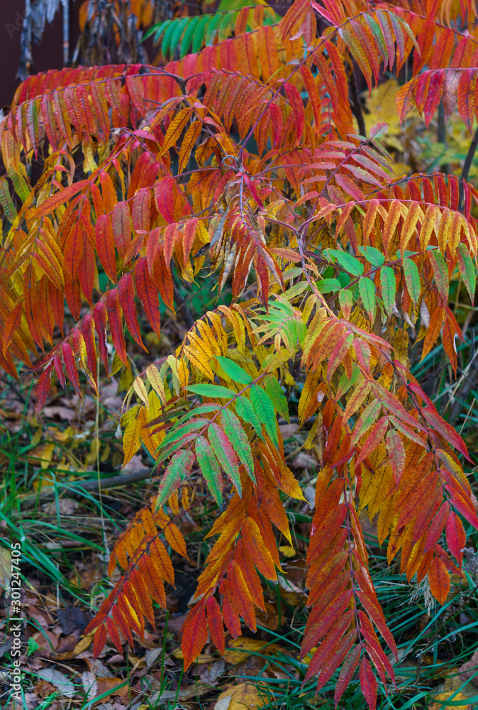 Colorful colorful leaves of vinegar tree in late autumn.