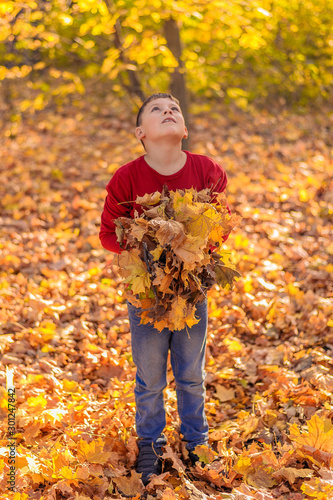 young guy in casual jeans and a red sweater stands in an autumn park among yellow foliage  looks up at the sky and holds in his hands an armful of fallen leaves