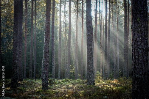 sunlight shines through trees in the forest on autumn morning © LINDA