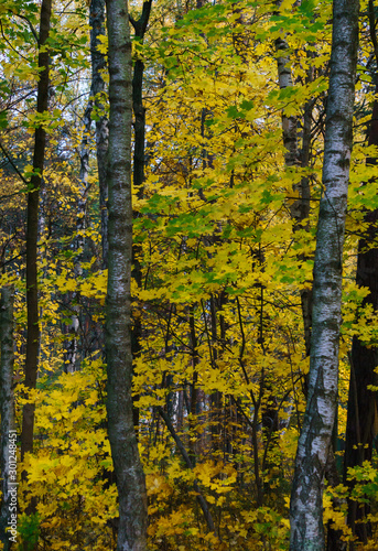 Yellow leaves on the trees in the forest. Autumn landscape.