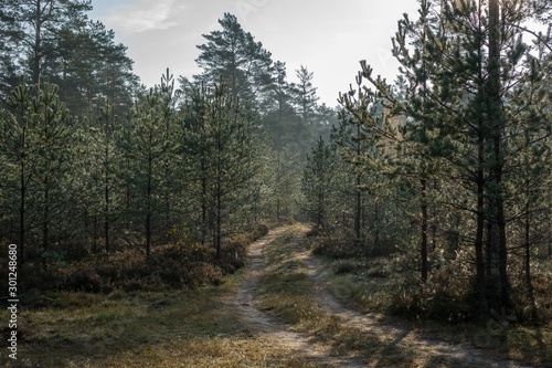 lonely road in the pine forest