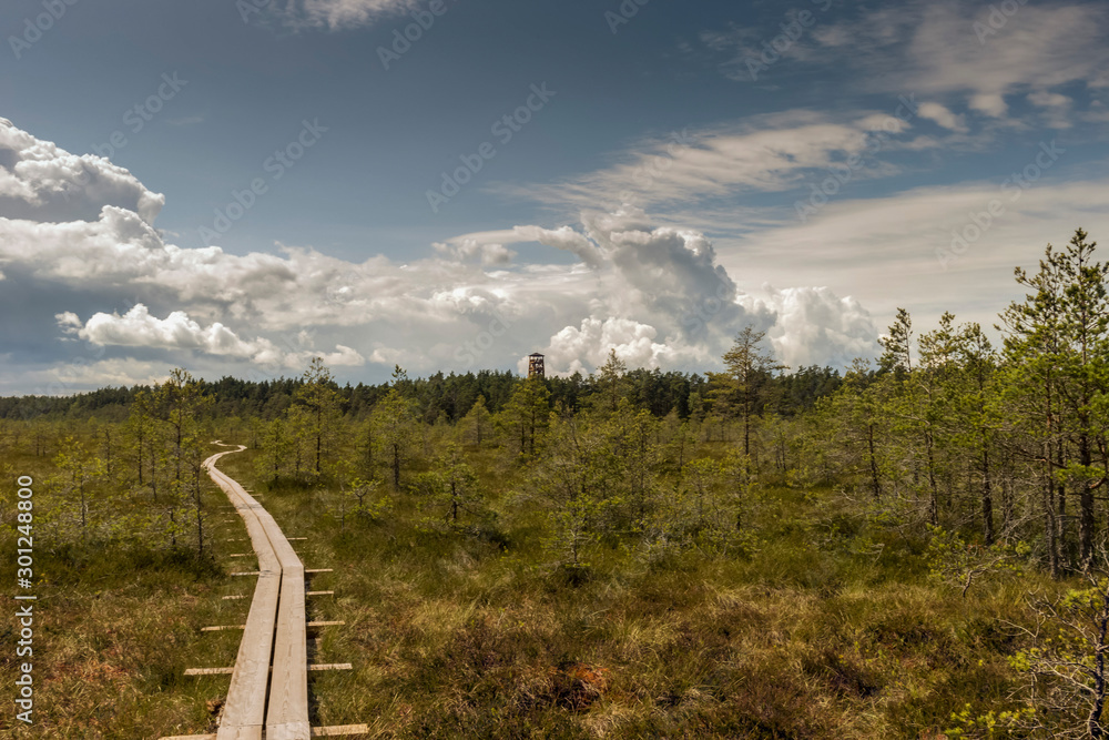 Wooden boardwalk through beautiful forest and swamp. Estonia