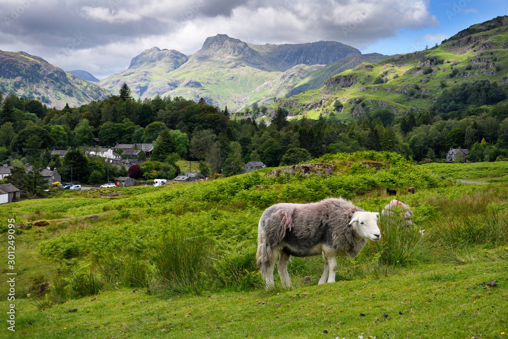 Elterwater in Langdale valley with Herdwick sheep and distant Loft and Thorn Crag, Harrison Stickle and Pavey Ark peaks Lake District England