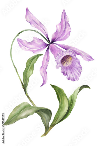 Beautiful exotic orchid flowers (Laelia) on white background. Flowers isolated on white background. Watercolor painting. Hand painted botanical illustration.