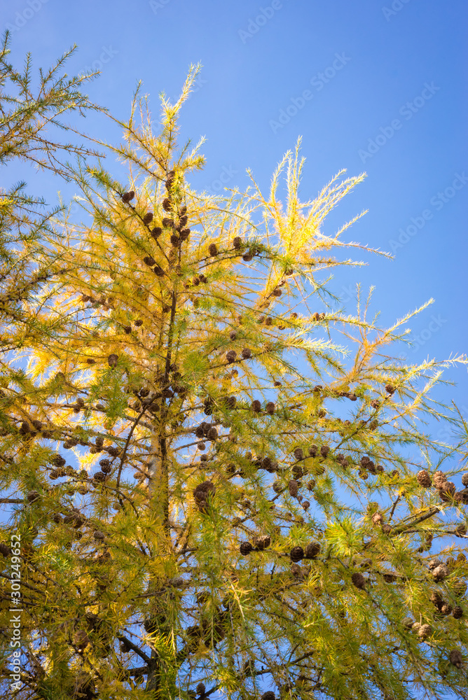 Golden colors of a european larch (Larix decidua) tree with cones against blue background Golden colors of a european larch (Larix decidua) tree with cones against blue background