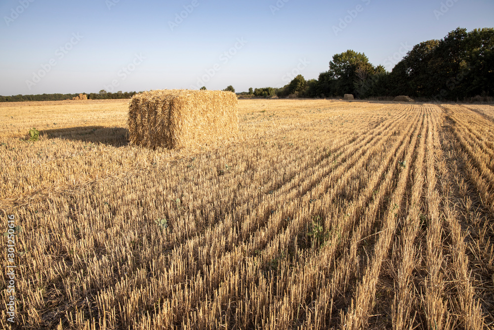 Straw bales on the field. Beautiful background with bales of straw. Landscape field with bales of straw.