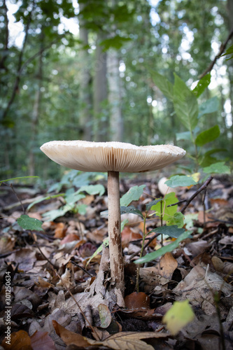 Pilz im Wald