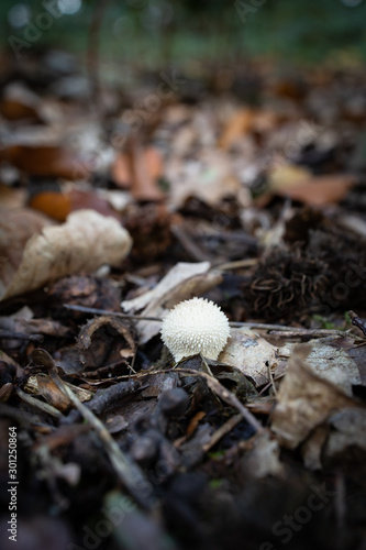 Bovist im Wald