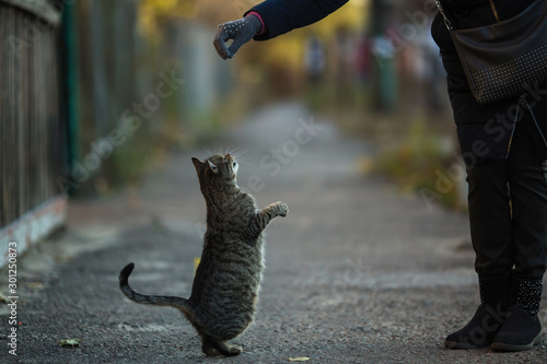 Photography Woman plays with gray cat on the street.