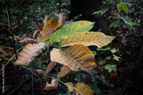 Herbstlaub