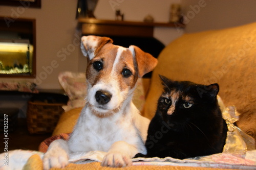 dog and cat