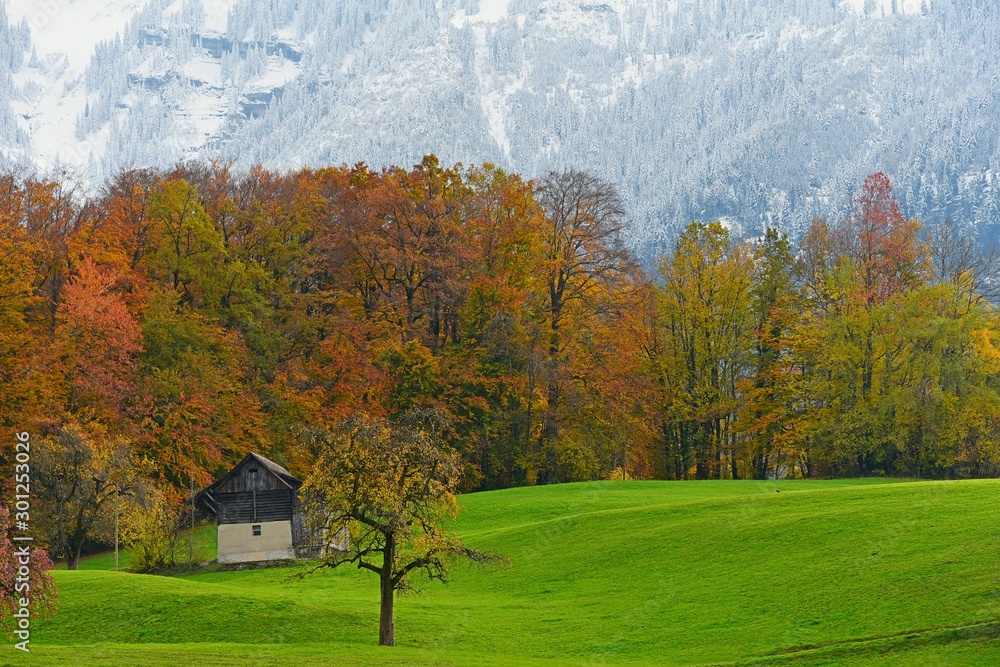 Fototapeta premium autumn in the park