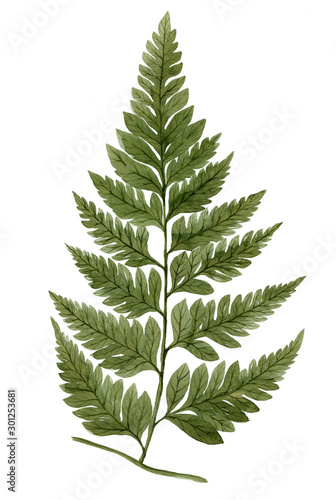 Green watercolor fern leaf isolated on white background. Real watercolor. Botanical illustration.