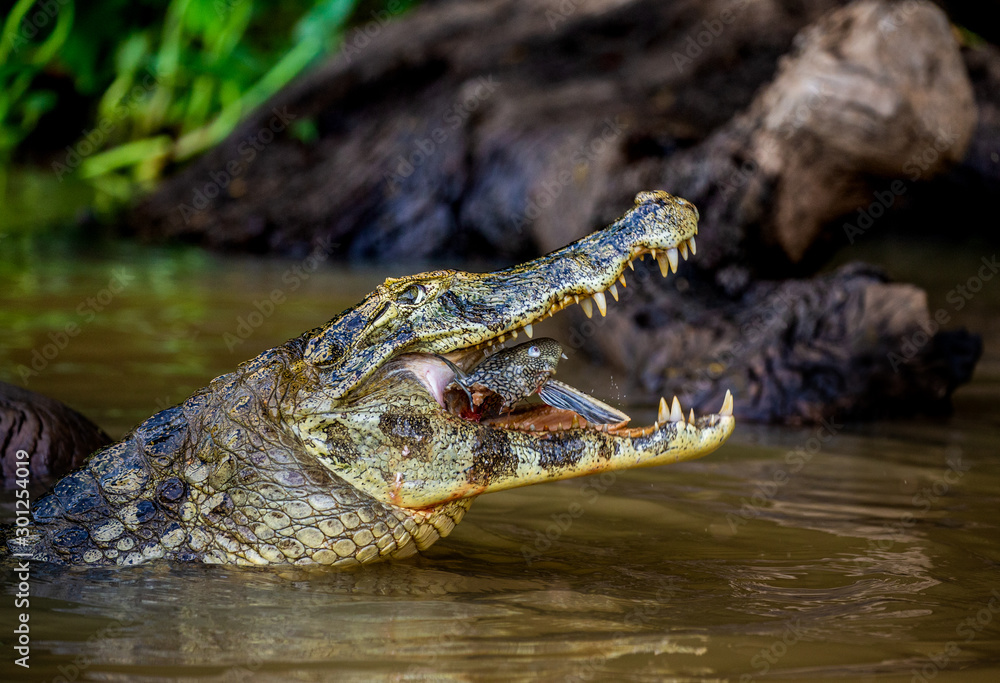 Cayman holds his head above the water and eats fish. Close-up. Brazil. Pantanal National Park. South America. Cayman holds his head above the water and eats fish. Close-up. Brazil. Pantanal National Park. South America.