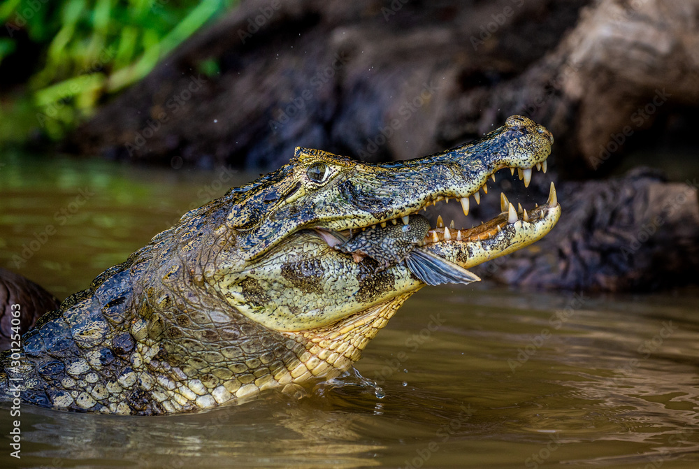 Cayman holds his head above the water and eats fish. Close-up. Brazil. Pantanal National Park. South America. Cayman holds his head above the water and eats fish. Close-up. Brazil. Pantanal National Park. South America.