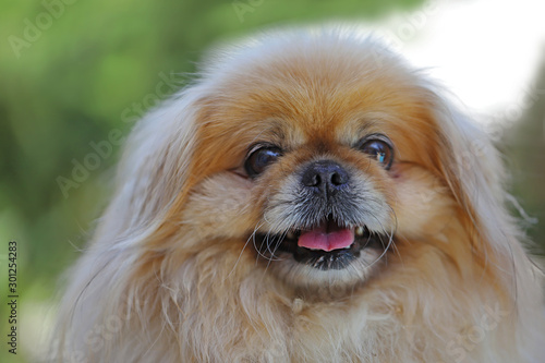 Cute little dogs.