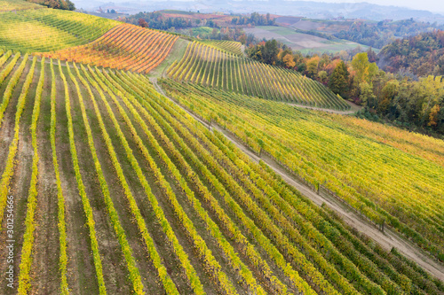 Italy, Piedmont, Cuneo District, Langhe - vineyards in autumn 