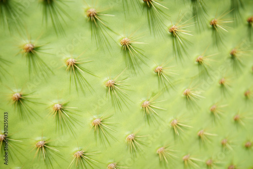 Bright green cactus leaf full frame close-up with spines