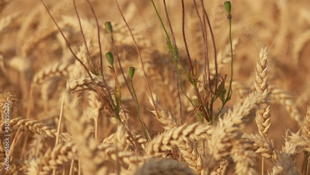 Poppy flower with seed boxes growing among ripe golden wheat Poppy flower with seed boxes growing among ripe golden wheat