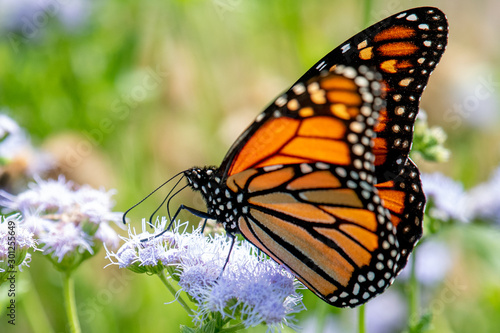 Monarch in October © Truett