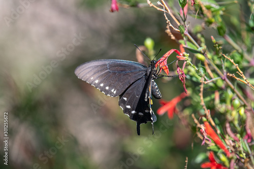 Pipevine swallowtail on Flame acanthus in October