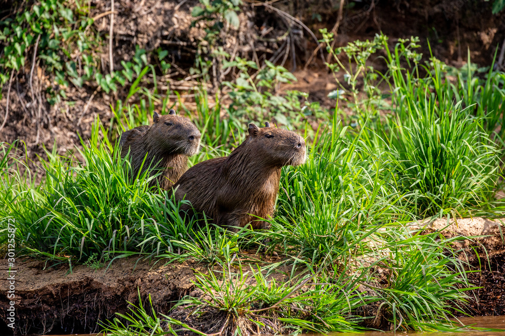Two capybaras in the grass by the river. Close-up. Brazil. Pantanal National Park. South America. Two capybaras in the grass by the river. Close-up. Brazil. Pantanal National Park. South America.