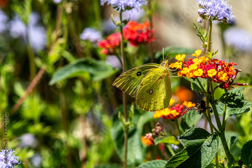 Cloudless sulphur on Texas lantana