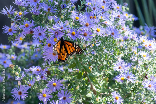 Monarch on Fall aster