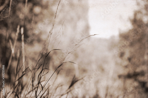 Artwork in retro style, nature background, autumn field/ monochrome