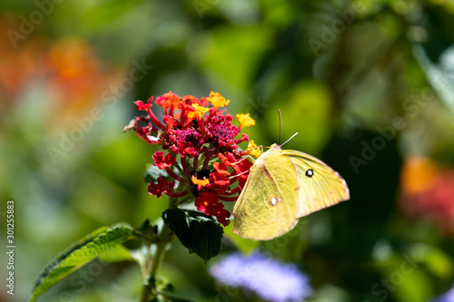Cloudless sulphur in October