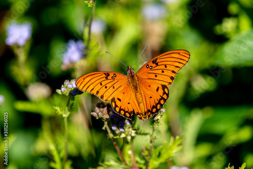 Gulf fritillary in October