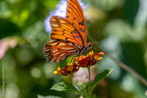 Gulf fritillary in October