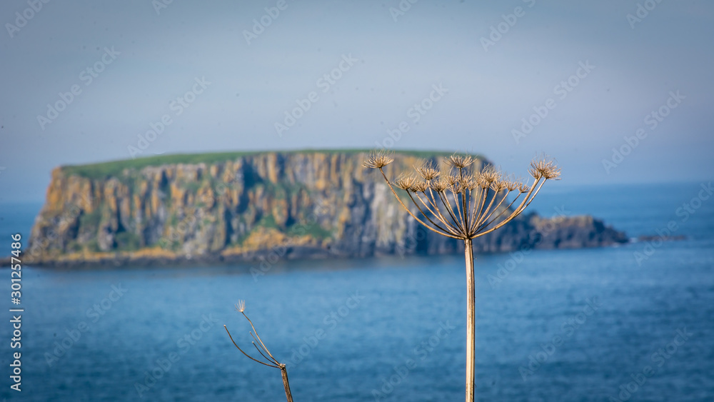 Fototapeta premium Sheep Island - Northern Ireland