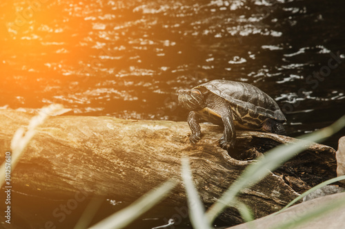 one slider turtle basking on a log under the sun  floating in the water  looking directly at the audience.