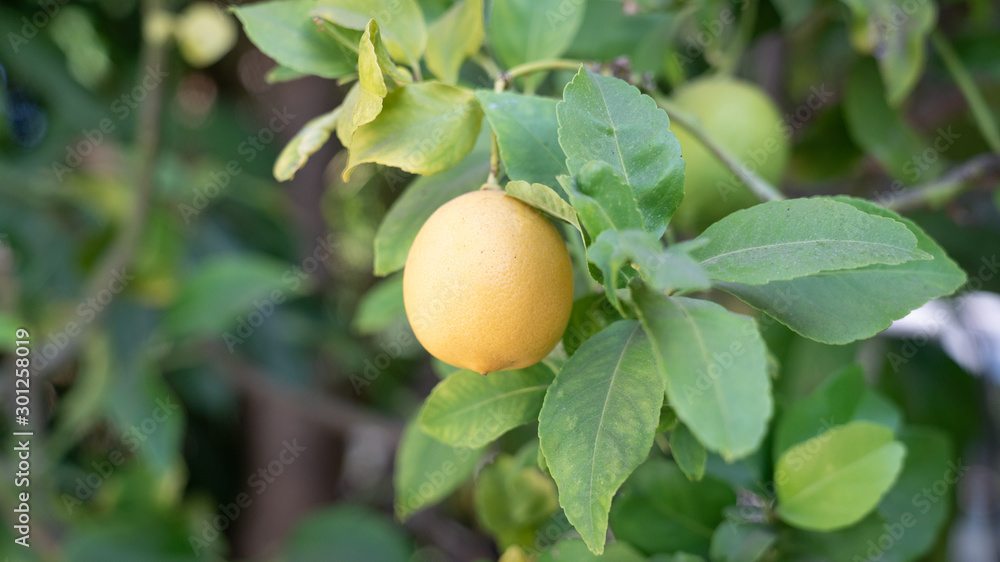 Lemon Lemon