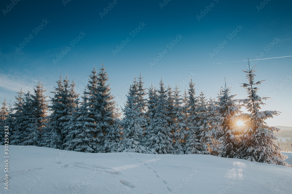 Scenic winter landscape with snowy fir trees. Winter postcard. Scenic winter landscape with snowy fir trees. Winter postcard.