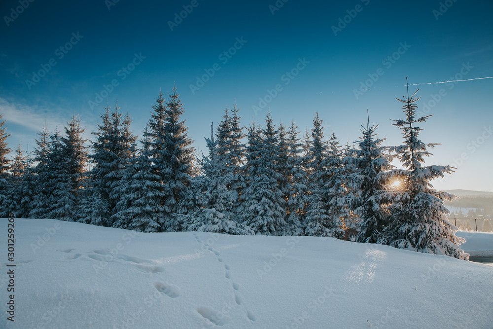 Fototapeta premium Scenic winter landscape with snowy fir trees. Winter postcard.