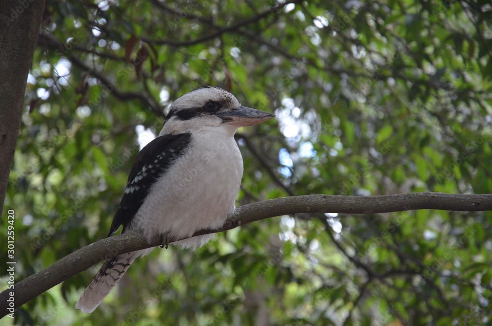 Fototapeta premium Gold Coast Australien Kookaburra